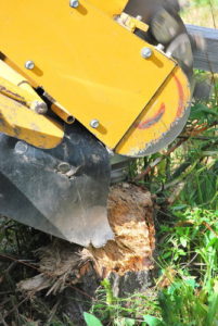 Stump removal antioch