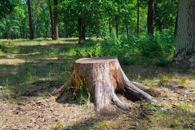 Tree stump in ground