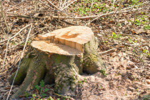 Antioch stump removal